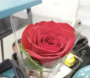 rose